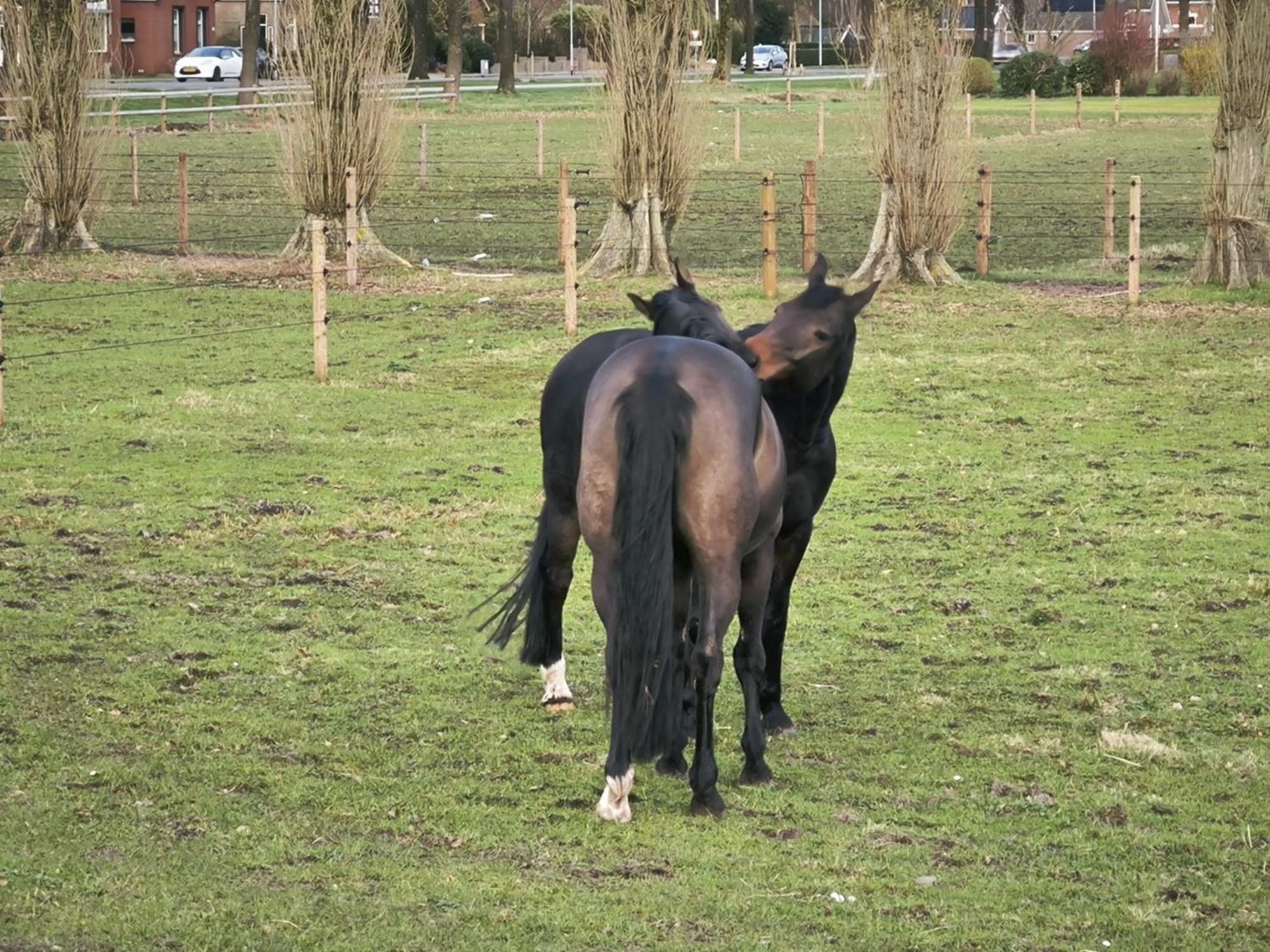De Cordobahoeve Tweede Exloermond المظهر الخارجي الصورة